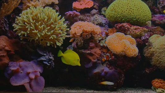 AQUARIUM - Classic Aquarium 1 with Water Sounds