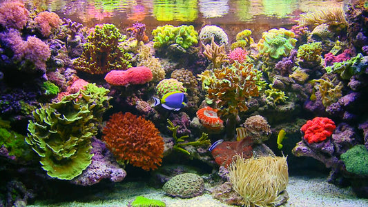 AQUARIUM - Classic Aquarium 2 with Water Sounds