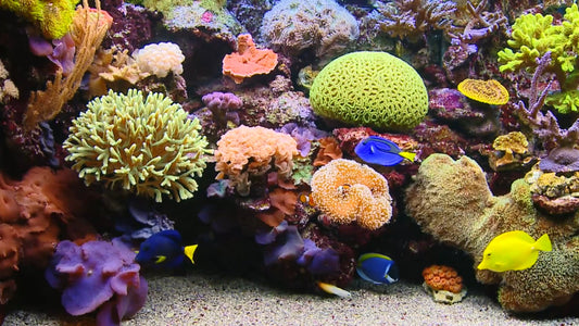 AQUARIUM  - Classic Aquarium 3 with Water Sounds