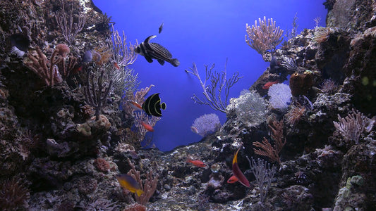 AQUARIUM - Cliff Reef Aquarium with Water Sounds