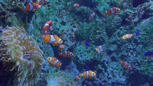 AQUARIUM - Clownfish Aquarium - Multiple Views with Water Sounds