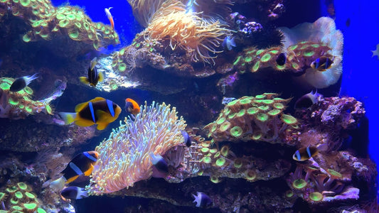 AQUARIUM - Clownfish and Tropical Fish Aquarium with Music