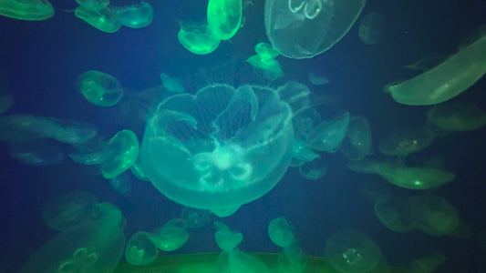 AQUARIUM - Color Changing Moon Jellies