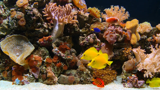 AQUARIUM - Colorful Coral Aquarium with Calming Music
