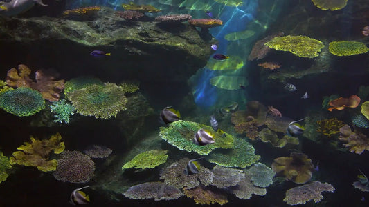 AQUARIUM - Coral Reef Aquarium with Relaxing Music