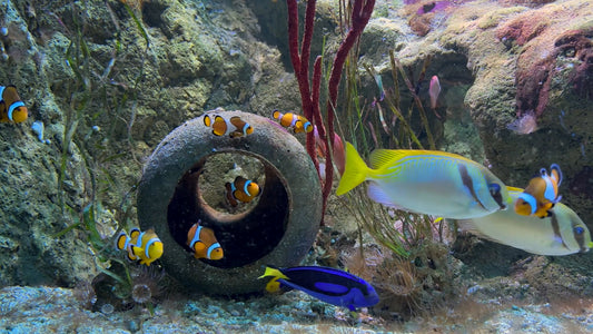 AQUARIUM - Cute Clownfish Aquarium