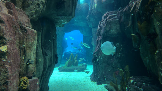 AQUARIUM - Deep Sea Aquarium with Deep Sea Caves