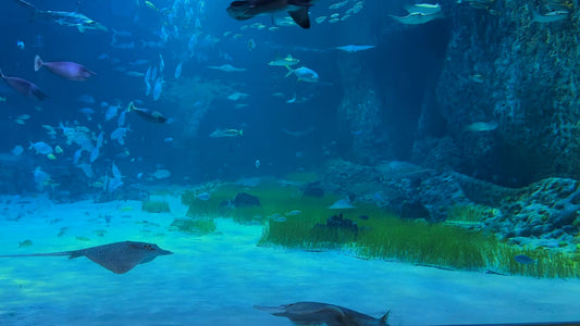 AQUARIUM - Deep Sea Aquarium with Rays and Hammerhead Sharks