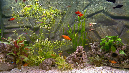 AQUARIUM - Freshwater Aquarium 1 with Music