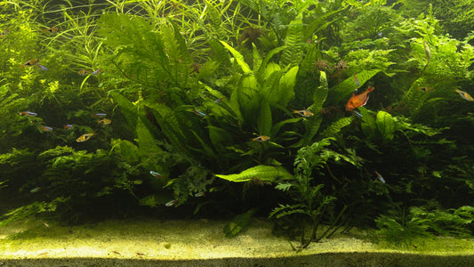 AQUARIUM - Freshwater Aquarium with Water Sounds