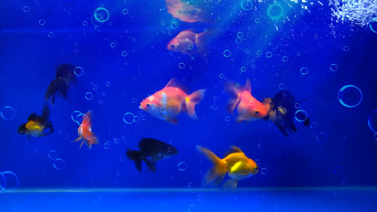 AQUARIUM - Goldfish Aquarium for Cat to watch