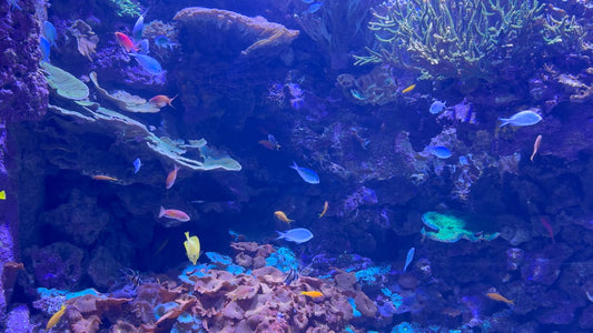 AQUARIUM - Great Barrier Reef Aquarium