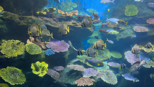 AQUARIUM - Indian Ocean Aquarium with Music