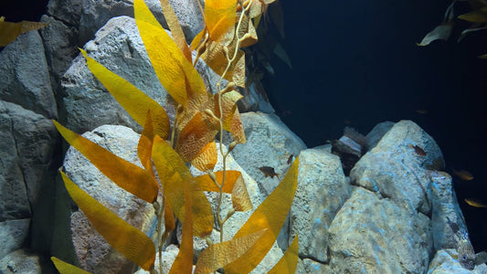 AQUARIUM - Kelp Aquarium with Music