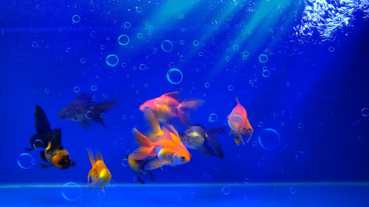 AQUARIUM - Kids Aquarium - Goldfish and Bubbles