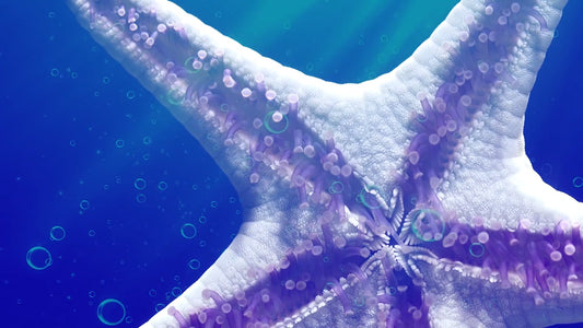 AQUARIUM - Kids Aquarium - Sea Life