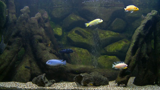 AQUARIUM - Malawi Aquarium 1