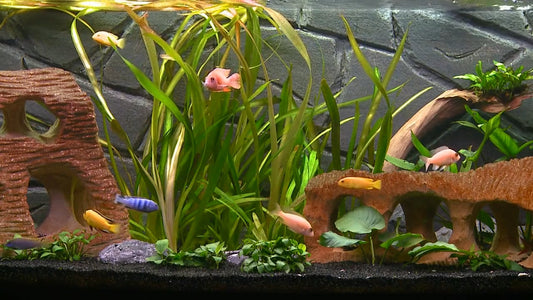AQUARIUM - Malawi Aquarium 2