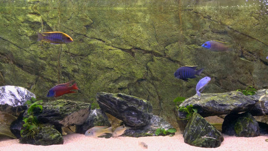 AQUARIUM - Malawi Aquarium 4