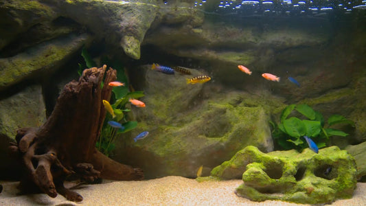 AQUARIUM - Malawi Aquarium 5