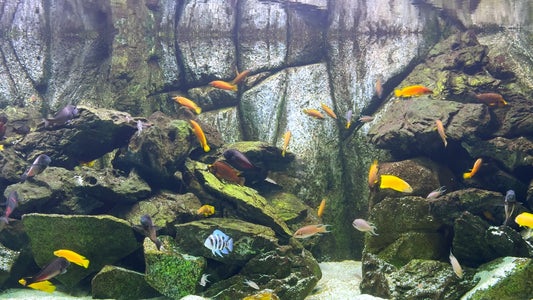 AQUARIUM - Malawi Aquariums
