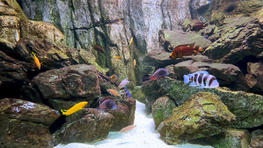 AQUARIUM - Malawi Aquarium with Water Sounds