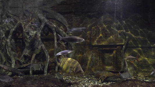 AQUARIUM - Mangrove Aquarium