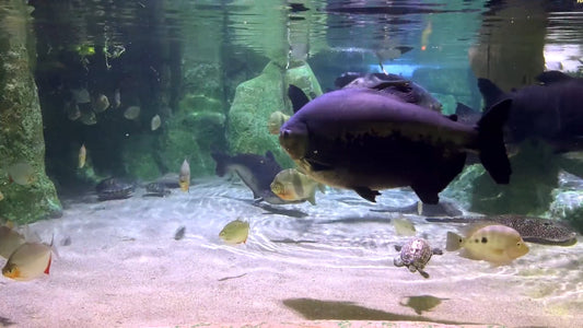 AQUARIUM - Mangrove Aquarium with Turtles