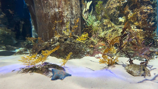 AQUARIUM - Mesmerizing Marine Life - Sea Aquarium Singapore
