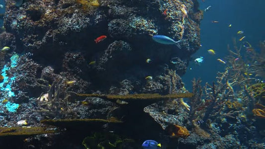 AQUARIUM - Mixed Reef Aquariums