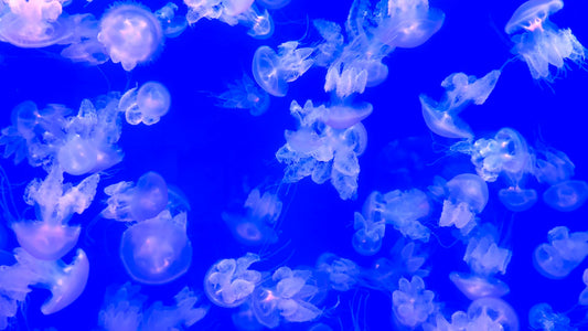 AQUARIUM - Moon Jellyfish