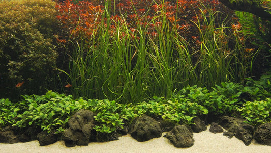 AQUARIUM - Nature Aquarium 1