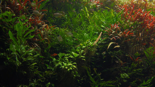 AQUARIUM - Nature Aquarium 2