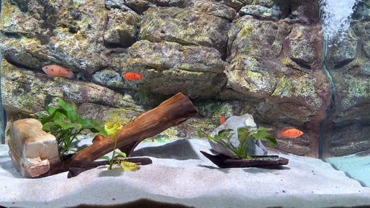 AQUARIUM - Cichlid, Clownfish and Discus Fish Aquariums