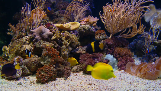AQUARIUM  - Vibrant Coral Aquarium with Soothing Music