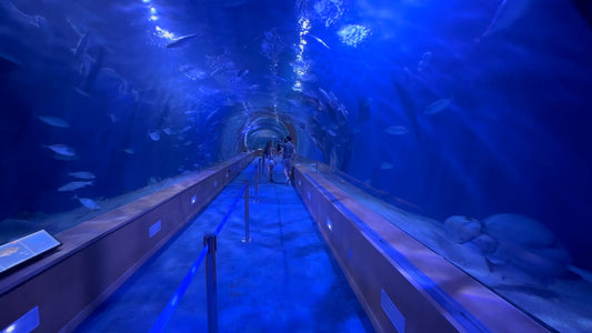 AQUARIUM  - Walking through Europe's Largest Aquarium - Valencia’s L'Oceanogràfic - Spain