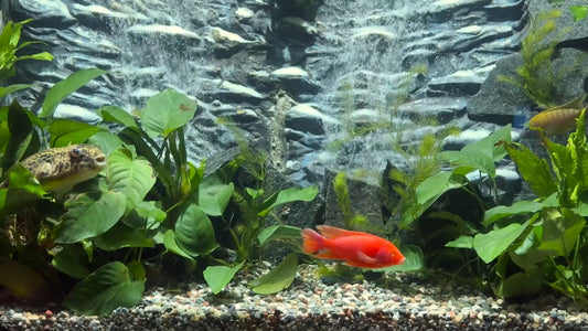 AQUARIUM - Art Deco Waterfall Aquarium with Cichlids and Water Sounds