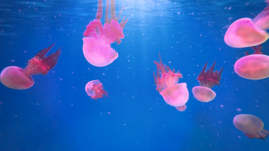 Aquarium - Black Sea Nettle Jellyfish - Blue Blubber Aquarium