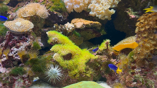 Aquarium - Coral Tropical Aquarium Collection with Water Sounds