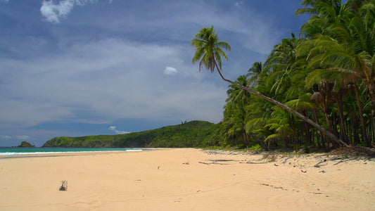 BEACH - Endless Palm Beach