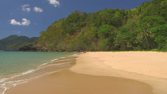 BEACH - Palm Trees with Relaxing Water Sounds