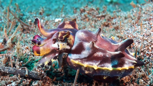 UNDERWATER - Cephalopods - Veins Of The Ocean