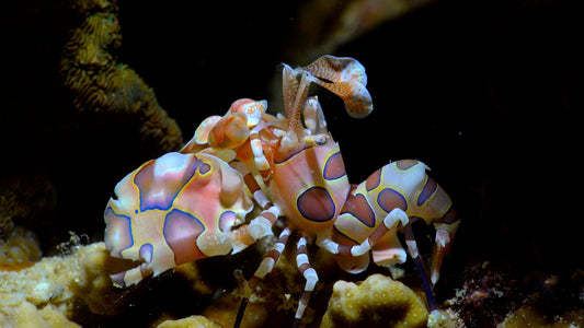 UNDERWATER - Crustacean Kingdom - The Reef's Armored Inhabitants