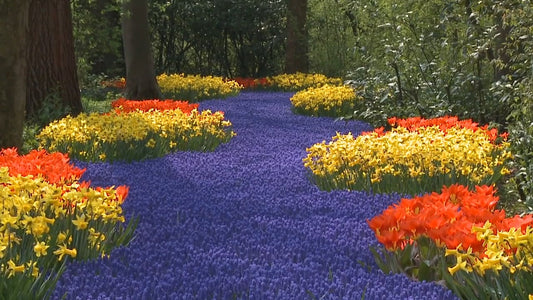 NATURE MUSIC - Four Seasons with Piano Music of Denise Young
