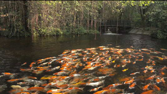 ANIMAL - 4K Koi Pond - Relaxing Koi Fish Pond with Water Sounds