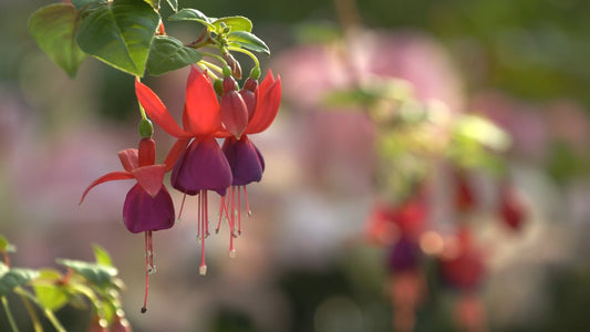 NATURE SOUND - Orchid Garden with Tropical Sounds