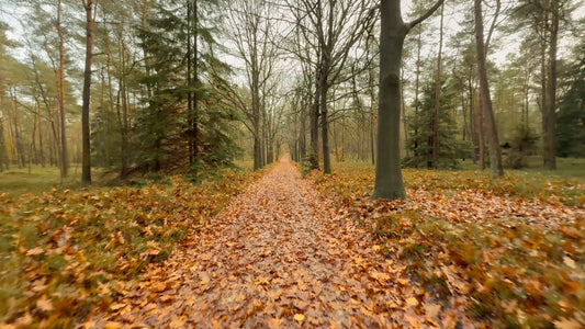 Nature Walk - Falling Autumn Leaves - The Netherlands