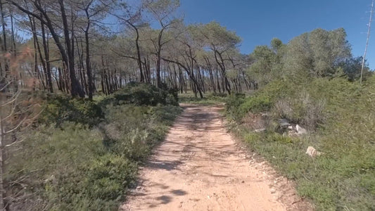 Nature Walk - Pine Forest - With Local Bird Songs