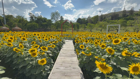 Nature Walk - Sunflowers with Local Birds and Crickets Sounds