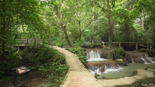 Nature Walk – Relaxing Waterfall and Rainforest, Than Bok Khorani National Park, Thailand